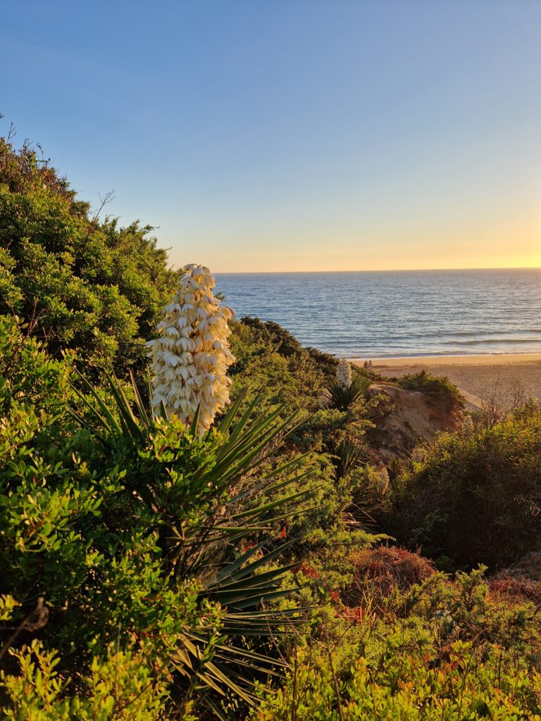 Blick auf Strand in Roche